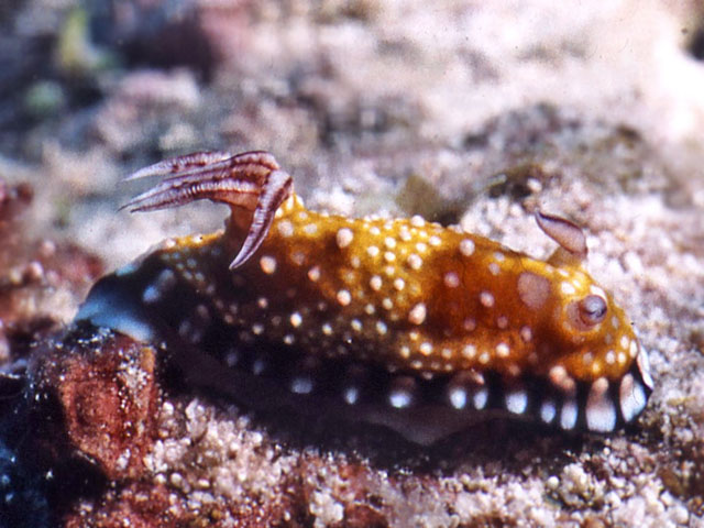 Chromodoris spD